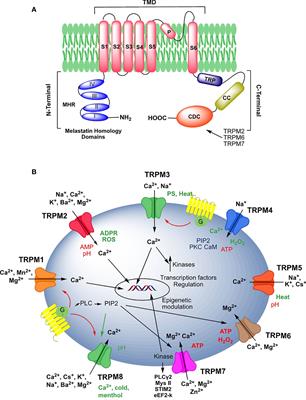 On the modulation of TRPM channels: Current perspectives and anticancer therapeutic implications